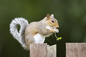 Images Dated 8th August 2007: Grey Squirrel eating on wooden fence and holding leaf in paws. UK