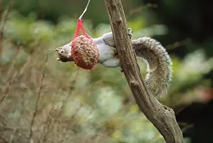 Grey Squirrel - on fatball