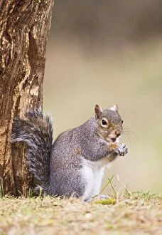 Images Dated 12th March 2011: Grey Squirrel - feeding at base of tree - Bedfordshire UK 12577