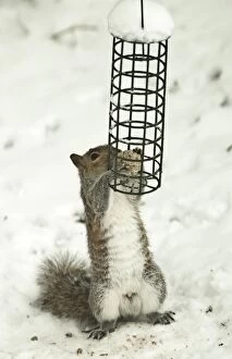 Images Dated 10th February 2012: Grey Squirrel - feeding on fat balls in snow - February