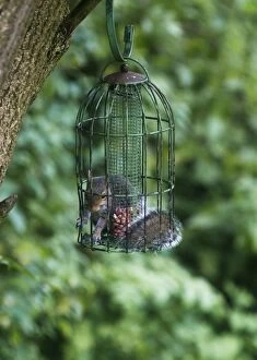 Grey Squirrel - feeding inside squirrel proof bird nut feeder
