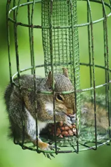 Grey Squirrel - feeding inside squirrel proof bird nut feeder. Oxon UK