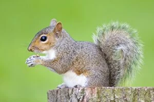 Tree Stumps Gallery: Grey Squirrel - feeding on nuts