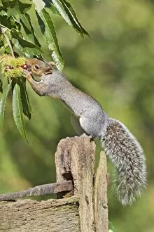 Images Dated 10th October 2010: Grey Squirrel - feeding on sweet chestnuts - Bedfordshire UK 11430