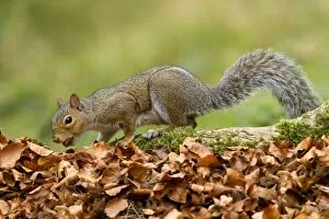 Grey Squirrel - finding acorn amongst autumn leaves in deciduous woodland - October