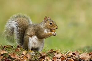UK Wildlife Collection: Grey Squirrel - finding acorn amongst autumn leaves in deciduous woodland - October - Cannock