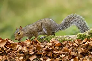 Ground Prints: Grey Squirrel - finding acorn amongst autumn leaves in deciduous woodland - October - Cannock Chase - Staffordshire