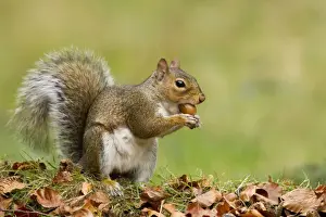 Ground Prints: Grey Squirrel - finding acorn amongst autumn leaves in deciduous woodland - October - Cannock Chase - Staffordshire