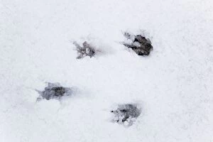Images Dated 29th November 2010: Grey Squirrel footprints - snow