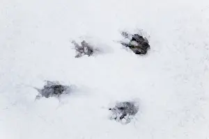 Tracks Prints: Grey Squirrel footprints - snow - Cornwall - UK