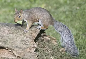 Hazelnut Prints: Grey Squirrel - gathering hazelnuts for its winter larder - Oxon UK