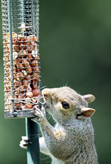 Images Dated 24th January 2005: Grey Squirrel - Gnawing at damaged bird feeder