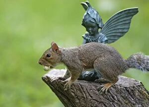 Tree Stumps Gallery: Grey Squirrel - with Hazelnut in mouth, in front of statue on tree stump