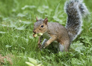 Images Dated 8th November 2010: Grey Squirrel - with hazelnuts