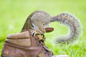 Shoe Prints: Grey Squirrel - Investigating interior of old boot Norfolk UK