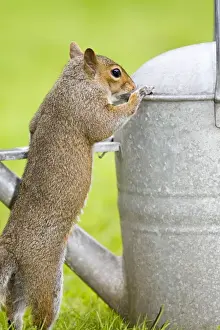 Watering Can Prints: Grey Squirrel Investigating watering can in garden Norfolk UK