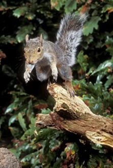 Grey Squirrel - jumping