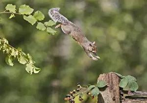 Grey Squirrel - jumping to gate post - Bedfordshire UK 11395