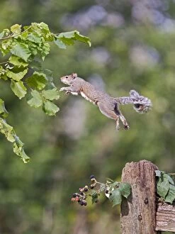 Images Dated 30th September 2010: Grey Squirrel - jumping from hazel bush - Bedfordshire UK 11407