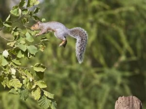 Images Dated 30th September 2010: Grey Squirrel - jumping to hazel bush - Bedfordshire UK 11392