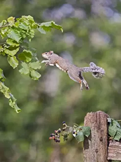 Gates Prints: Grey Squirrel - jumping from hazel bush - Bedfordshire UK 11407