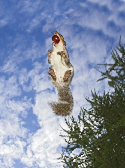 Images Dated 21st October 2010: Grey Squirrel - jumping in mid-air - with nut in mouth