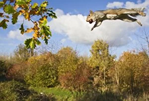 Images Dated 7th November 2010: Grey Squirrel - jumping in mid-air - with nut in mouth - wide angle