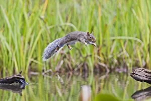 Images Dated 3rd September 2010: Grey Squirrel - jumping to stump in pond