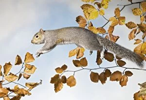 Images Dated 25th November 2007: Grey squirrel - jumping side view UK 005339