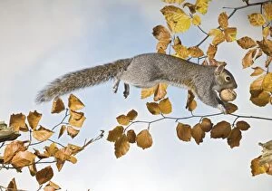 Images Dated 25th November 2007: Grey squirrel - jumping with walnut side view UK 005337