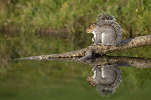 Grey Squirrel - on Log over Pond - Cornwall - UK