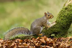Grey Squirrel - looking for food amongst autumn leaves - October - Cannock Chase - Staffordshire - England