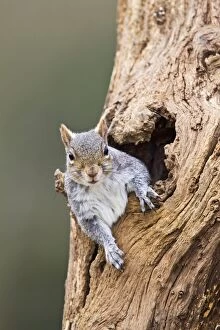 Images Dated 12th March 2011: Grey Squirrel - looking out from hole in tree - Bedfordshire UK 12583
