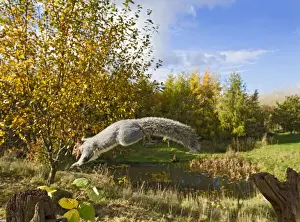 Gates Prints: Grey Squirrel - in mid-air jumping to gate post - with nut in mouth - wide angle - Bedfordshire UK 11468