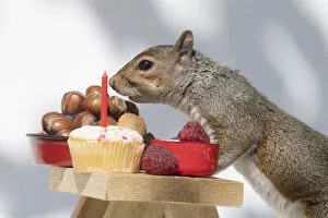 Grey Squirrel on a miniature picnic bench eating nuts and fruit