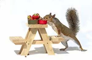 Images Dated 30th June 2020: Grey Squirrel on a miniature picnic bench eating nuts and fruit