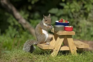 Images Dated 13th July 2020: Grey Squirrel on a miniature picnic bench eating nuts & fruit Grey Squirrel on a miniature picnic