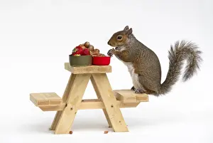 Grey Squirrel on a miniature picnic bench eating nuts & fruit