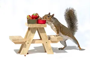 Grey Squirrel on a miniature picnic bench eating nuts & fruit