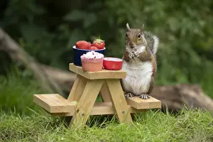 Grey Squirrel on a miniature picnic bench eating nuts & fruit