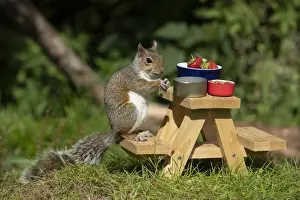 Grey Squirrel on a miniature picnic bench eating nuts & fruit