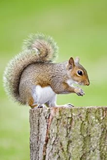 Images Dated 21st June 2007: Grey Squirrel - Norfolk - UK