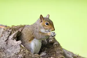 Grey Squirrel - Norfolk - UK