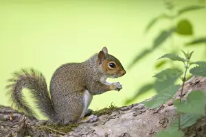 Grey Squirrel - Norfolk - UK