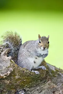 Grey Squirrel Nursing female sitting on Log Norfolk UK