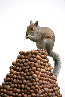 Grey Squirrel on a pile of hazelnuts, white background . Grey Squirrel on a pile of hazelnuts, white background Grey Squirrel on a pile of hazelnuts, white background . Grey Squirrel on a pile of hazelnuts, white background