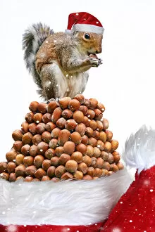 Images Dated 13th July 2020: Grey Squirrel on a pile of hazelnuts, white background . Grey Squirrel on a pile of hazelnuts