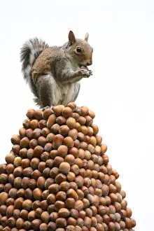 Grey Squirrel on a pile of hazelnuts, white background