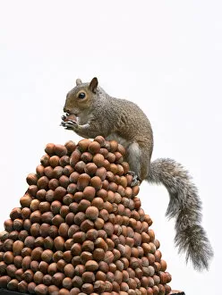 Images Dated 13th July 2020: Grey Squirrel on a pile of hazelnuts, white background . Grey Squirrel on a pile of hazelnuts