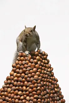 Grey Squirrel on a pile of hazelnuts, white background